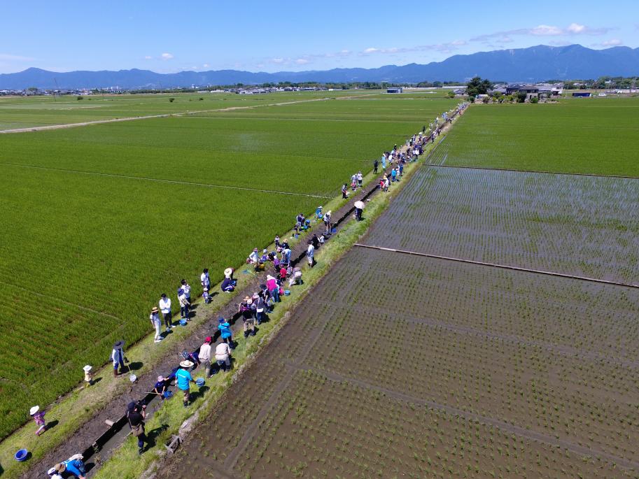 魚のゆりかご水田につながる水路の清掃活動などに取り組んでいる様子をドローンで撮影した写真