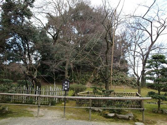 西明寺のフダンザクラの写真