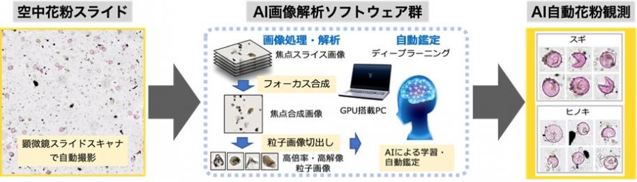 AI自動花粉同定システム