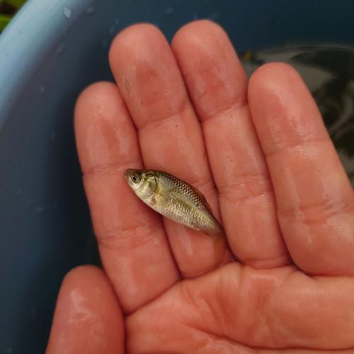 コイ科魚類も無事に成長しています!