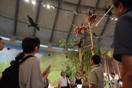 琵琶湖博物館のカワウの展示を見上げている視察者