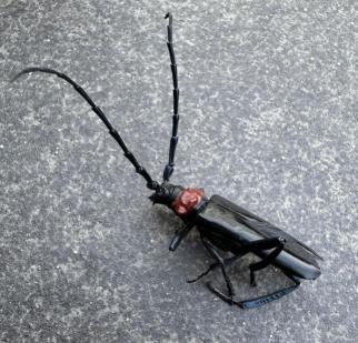 クビアカツヤカミキリ(発見者提供)