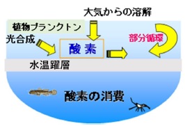 水温躍層