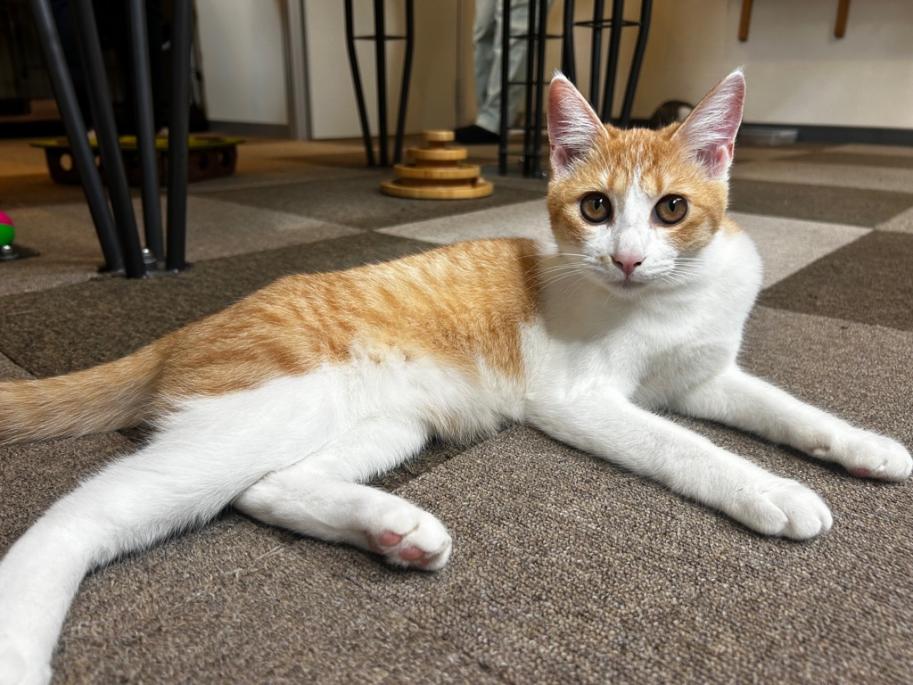ねこ1