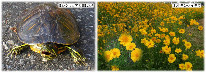 ミシシッピアカミミガメ、オオキンケイギク