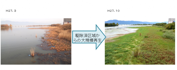 大規模再生の様子
