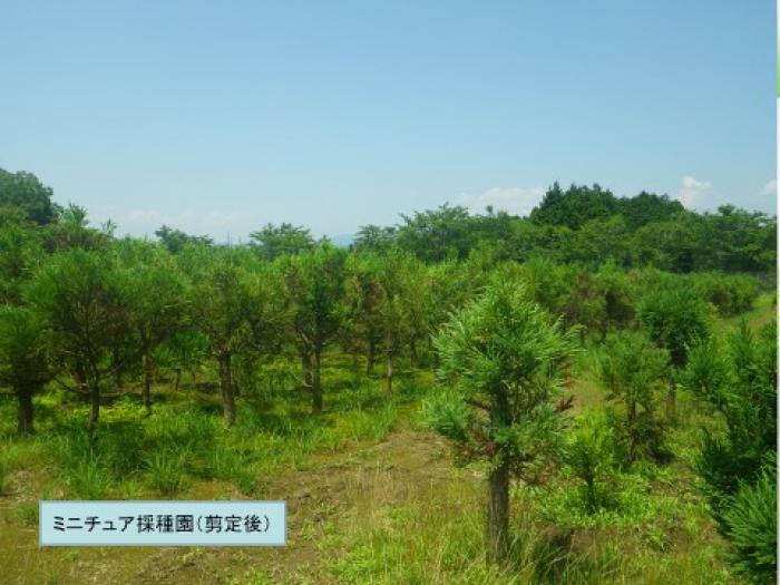 ミニチュア採種園(剪定後)