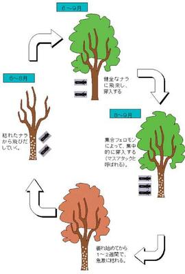 ナラ枯れのメカニズム