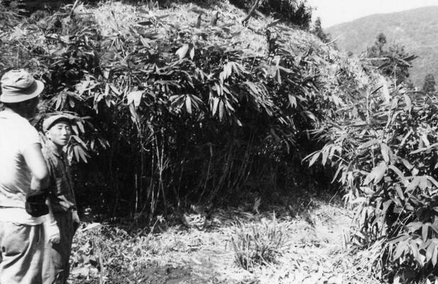余呉町中河内(事業実施地・熊笹の群生)写真