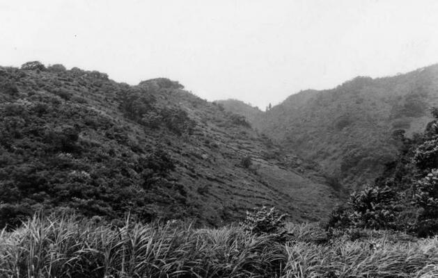 余呉町柳瀬(地拵実施地)写真