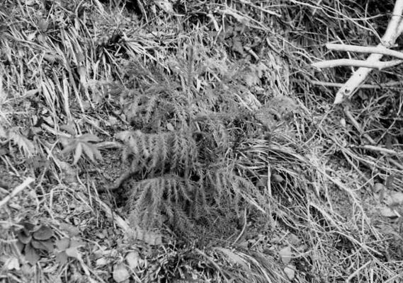 植栽したスギ苗木の写真