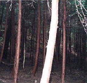 整備前の写真