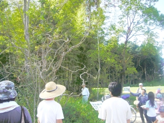 移植保存した貴重種のクロミノニシゴリ