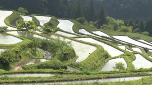 棚田の風景