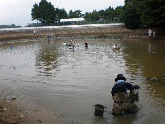 池の中での魚つかみの状況