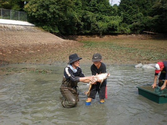 魚つかみの様子