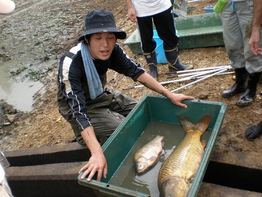 池でつかまえたコイやゲンゴロウブナ