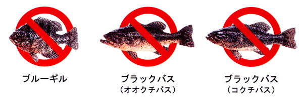 外来魚リリース禁止