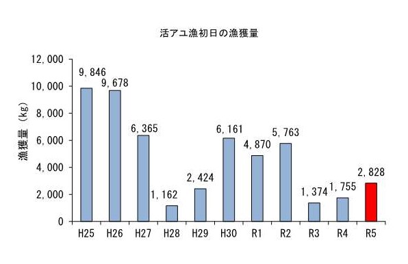 活アユ漁初日の漁獲量