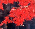 もみじ