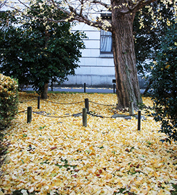 県庁正面のイチョウの木