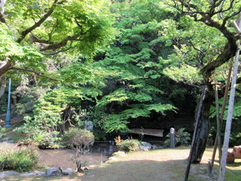 公館の美しい新緑の緑