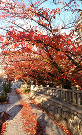 木々の紅葉の様子
