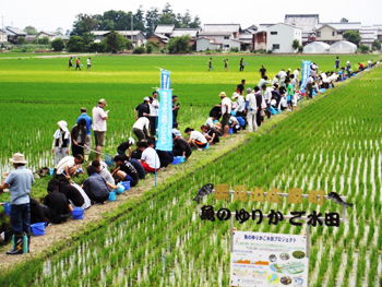 「魚のゆりかご水田学習会」に参加