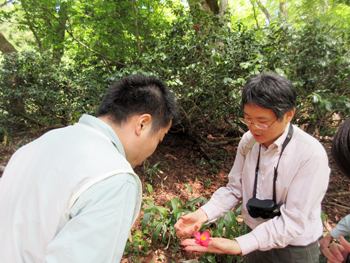 高時川源流のユキツバキ群落の視察の様子