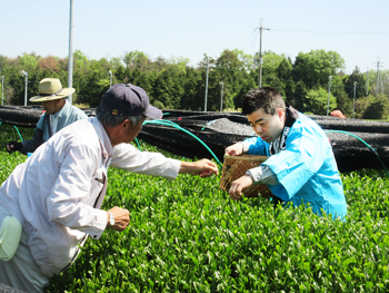 新茶の茶摘み体験を行う様子