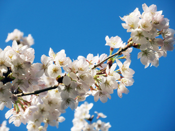 桜の花が満開の様子