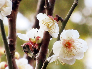 公館庭の梅の花が綺麗に咲く様子