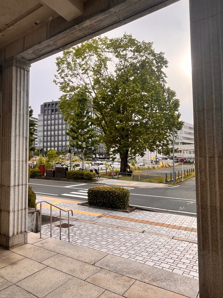 モミジバの樹